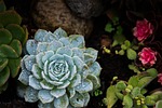 succulent plant nature dew water drops freshness macro stock photo