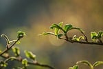 leaves spring green nature twig bokeh background morning stock photo