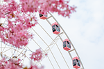 ferris wheel pink blossoms spring sunny day amusement stock photo