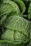 savoy cabbage vegetable leafy winter vitamins health green stock photo