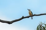 sacred kingfisher todiramphus sanctus bird beak feathers plumage stock photo
