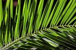 palm tree leaf nature green plant decoration feathered stock photo