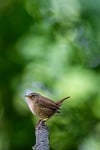 eurasian wren bird photography ornithology spring songbird hd stock photo