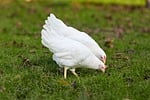 chickens poultry bird animals white green grass forage stock photo
