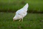 chicken them poultry bird animal white peck forage stock photo