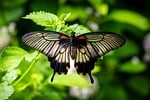 butterfly flower wallpaper nature insect close up wing stock photo