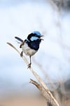 superb fairywren blue wren bird malurus cyaneus wildlife stock photo
