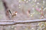 superb fairywren blue wren bird malurus cyaneus wildlife stock photo