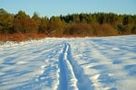 forest field ski track winter nature snow trees stock photo