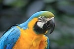 parrot beautiful wallpaper full hd bird tropical feathers stock photo