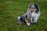 nobility shetland shepherd pet blue merle coat animal stock photo