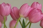 flowers tulips laptop wallpaper cool backgrounds vegetable beautiful stock photo