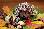 still life hedgehog decoration autumn multicoloured stock photo
