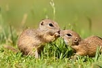squirrel ground animal nature wildlife gopher mammal cute stock photo