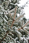 winter snow fir tree branch conifer spruce snowy stock photo
