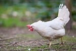 chicken them poultry bird farm outdoor rural nature stock photo