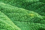 mammoth sheet leaf gunnera tropics giant texture template stock photo