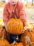 pumpkins halloween autumn orange fall tradition harvest october stock photo