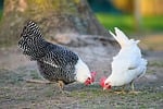 chickens poultry farm animals pets outdoor forage peck stock photo