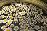 daisies flower wallpaper background chamomile nature beautiful flowers stock photo