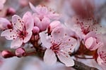 spring bloom nature fruit tree blood plum pink stock photo
