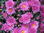 flowers buds flower background garden chrysanthemums chrysanths mums stock photo