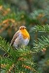 robin bird animal european feathers wildlife songbird beak stock photo