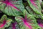 tropical foliage nature plant leaves caladium pattern colourful stock photo