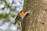 robin bird animal european feathers wildlife songbird beak stock photo