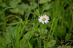 daisy white flower meadow nature wildflowers botany outdoor stock photo