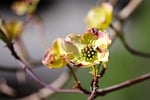 dogwood horn shrub cornus blossom bloom to flourish stock photo