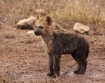 hyene puppy wildlife hyaena pup predator brown stock photo
