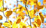 fall autumn leaves october colorful color sheet in stock photo
