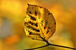 fall autumn leaves october colorful color sheet in stock photo