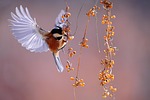 bird fluttering berries wings animal feathers plumage nature stock photo