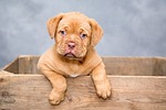 puppy dog pet cute brown purebred breed portrait stock photo