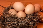 nest eggs full overflowing overcrowded cramped packed organic stock photo