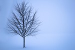 tree snow winter lone landscape frost solitude frozen stock photo