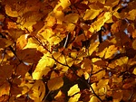 beech autumn leaves foliage colors season fall yellow stock photo