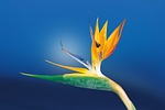 bird of paradise flower beautiful flowers plant strelitzia stock photo