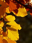 autumn leaves foliage colors season fall yellow fagus stock photo