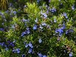 rosemary blossoms blue violet rosmarinus officinalis subshrub lip stock photo