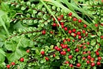 cotoneaster red berries natural garden leaves fruits shrub stock photo
