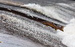 salmon fish jump upstream jumping flying nature water stock photo