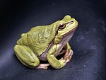 frog amphibian animal tree wildlife fauna wilderness nature stock photo