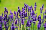 lavender flowers flower wallpaper plants field purple lavandula stock photo