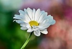 daisy nature flower bloom garden petals white wallpaper stock photo