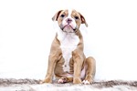 puppy bulldog animal dog sweet pet stock photo