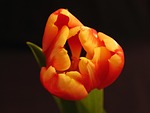 tulip flower nature orange petals bud beautiful flowers stock photo