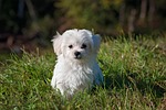 maltese dog puppy nature small white young pet stock photo